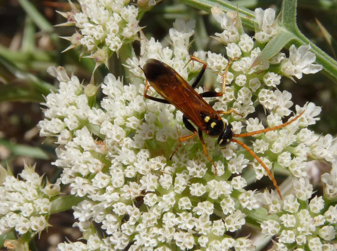 Batozonellus lacerticida